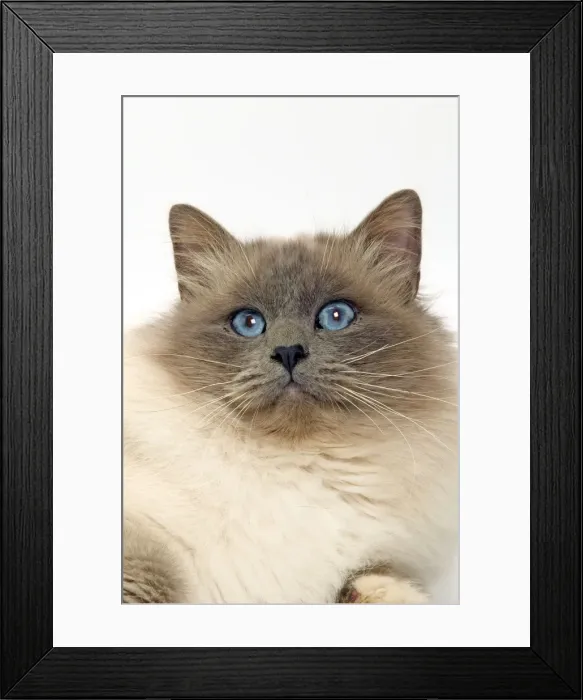 Framed Print : Cat - Birman cat in studio Framed Print : Cat - Birman cat in studio