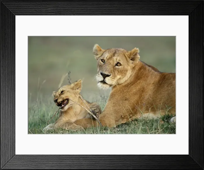 Framed Print : African Lion - Adult with cub Framed Print : African Lion - Adult with cub