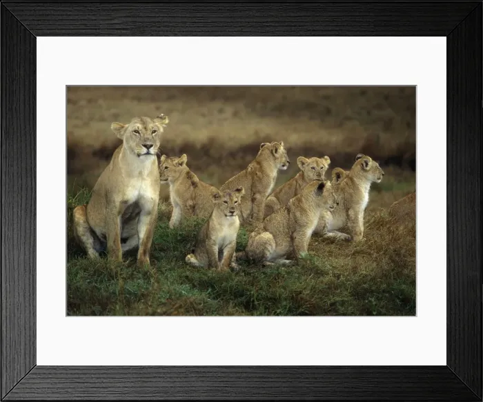 Framed Print : African Lion - Adult with cubs Framed Print : African Lion - Adult with cubs