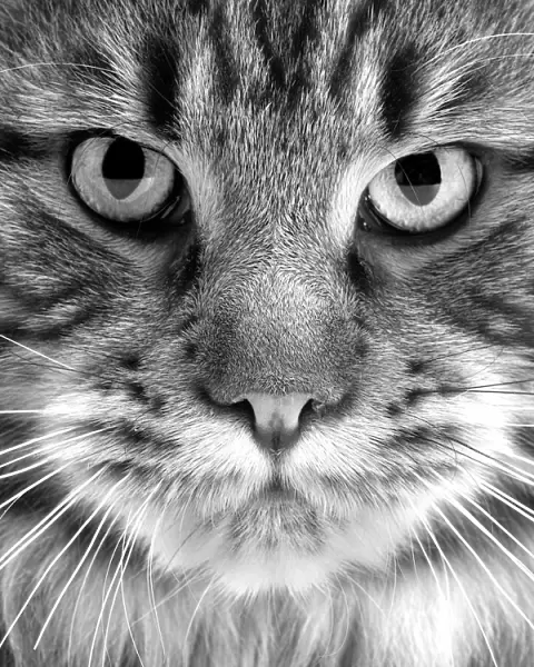 Maine coon Cat - close-up of face. Black and White