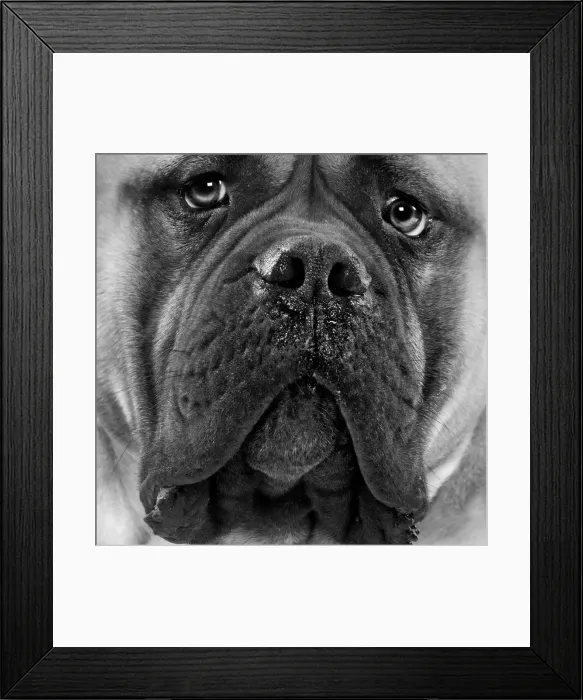 Framed Print : Bullmastiff Dog - close-up of face. Black and White Framed Print : Bullmastiff Dog - close-up of face. Black and White