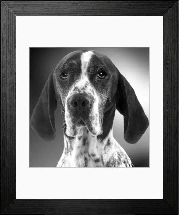 Framed Print : Pointer Dog - close-up of face. Black and White Framed Print : Pointer Dog - close-up of face. Black and White