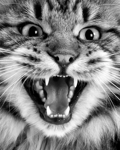 Maine coon cat - close-up of face, mouth open. Black & white