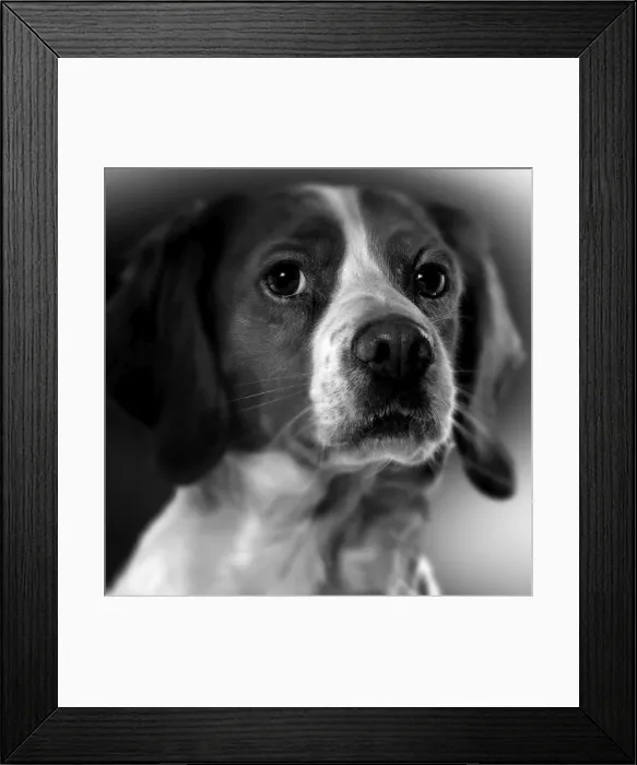 Framed Print : Dog - Spaniel - close-up of face. Black and White Framed Print : Dog - Spaniel - close-up of face. Black and White