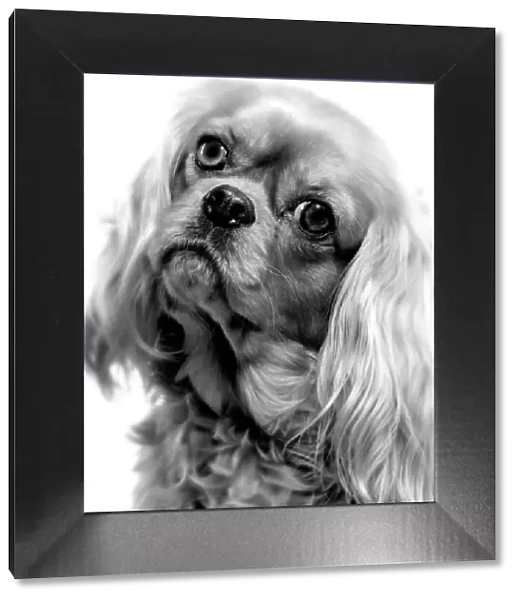 Dog - Cavalier King Charles - close-up of face. Black and White