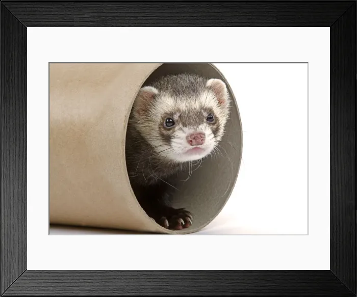 Framed Print : Ferret - in studio in cardboard tunnel Framed Print : Ferret - in studio in cardboard tunnel