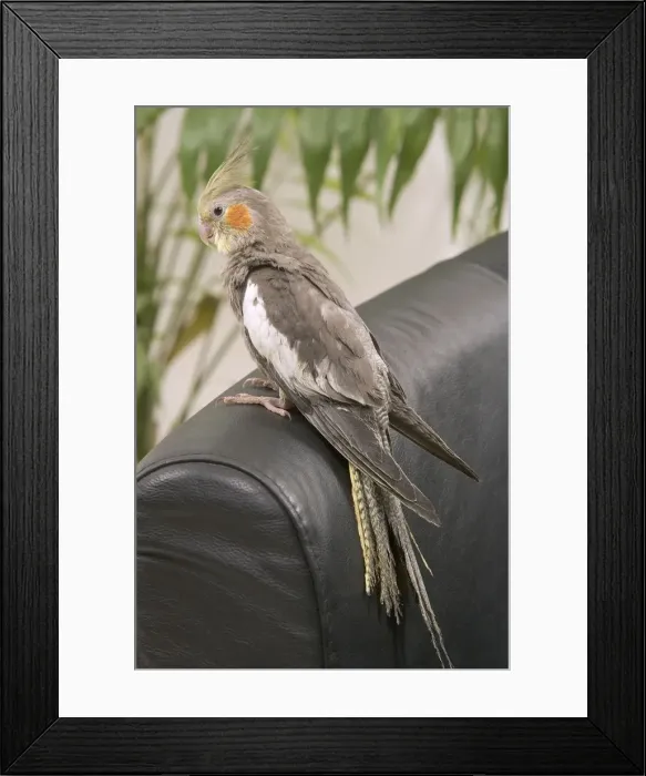 Framed Print : Cockatiel - on back of sofa Framed Print : Cockatiel - on back of sofa