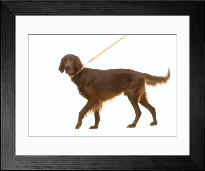 Framed Print : Red / Irish Setter - on lead in studio, wagging tail Framed Print : Red / Irish Setter - on lead in studio, wagging tail