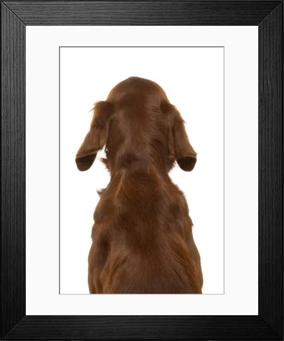 Framed Print : Red / Irish Setter - back view, sitting Framed Print : Red / Irish Setter - back view, sitting