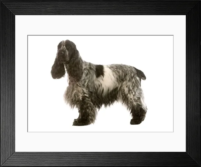 Framed Print : Dog - English Cocker Spaniel standing in studio