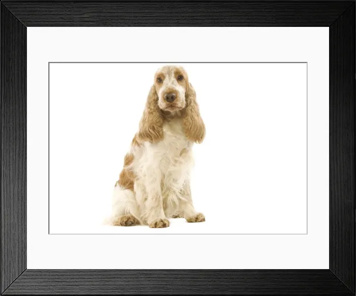 Framed Print : Dog - English Cocker Spaniel sitting in studio Framed Print : Dog - English Cocker Spaniel sitting in studio