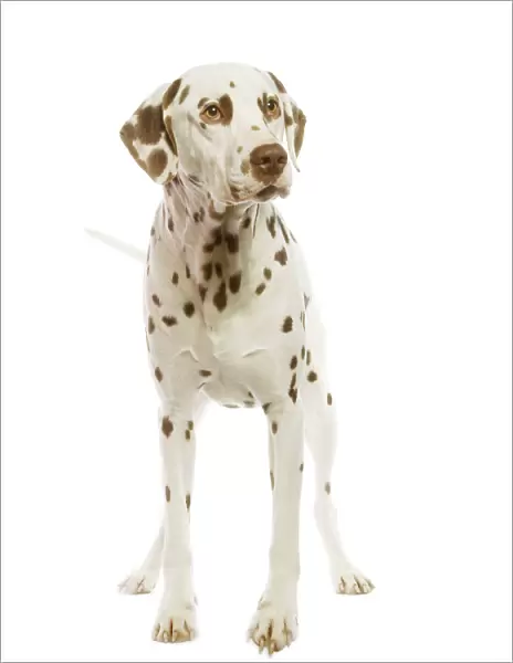 Dog - Dalmatian - liver spotted