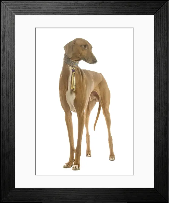 Framed Print : Dog - Azawakh standing in studio Framed Print : Dog - Azawakh standing in studio