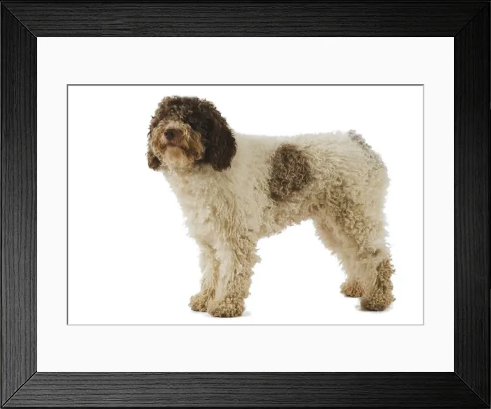 Framed Print : Spanish Water Dog - in studio Framed Print : Spanish Water Dog - in studio