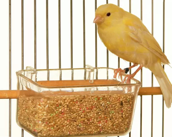 Canary - in cage with seeds