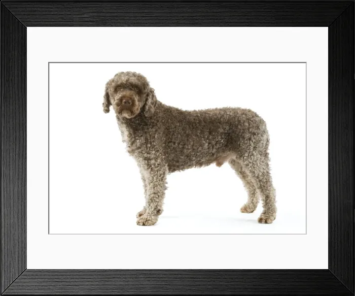 Framed Print : Spanish Water Dog - standing in studio Framed Print : Spanish Water Dog - standing in studio