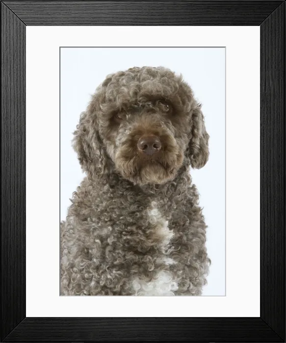 Framed Print : Spanish Water Dog - sitting in studio Framed Print : Spanish Water Dog - sitting in studio