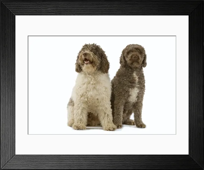 Framed Print : Spanish Water Dogs - sitting in studio Framed Print : Spanish Water Dogs - sitting in studio