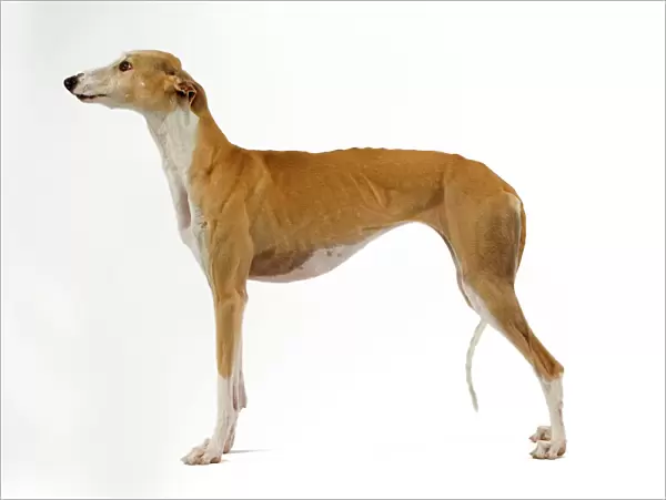 Spanish Galgo  /  Spanish Greyhound - in studio