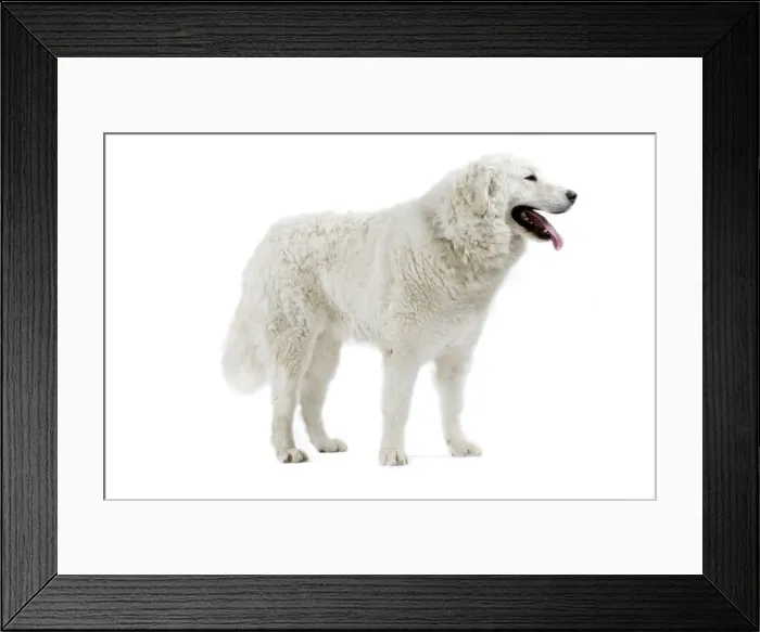 Framed Print : Dog - Kuvasz - in studio Framed Print : Dog - Kuvasz - in studio