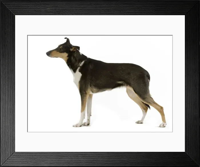Framed Print : Dog - Short-haired Collie in studio Framed Print : Dog - Short-haired Collie in studio