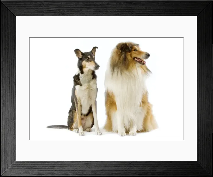 Framed Print : Dog - Short-haired Collie & long-haired Collie in studio Framed Print : Dog - Short-haired Collie & long-haired Collie in studio