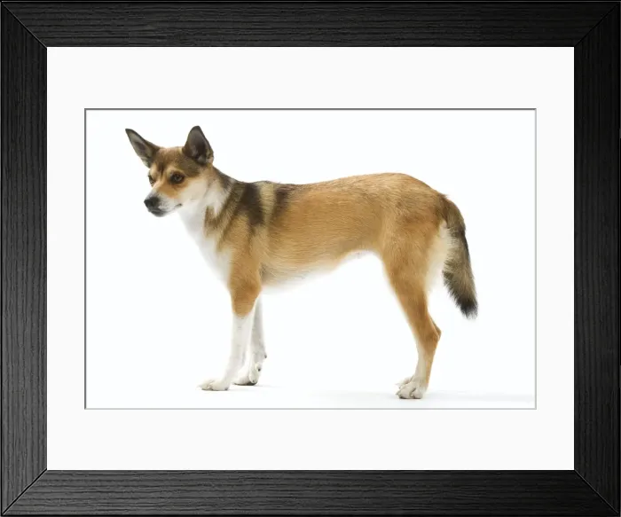 Framed Print : Dog - Lundehund standing in studio Framed Print : Dog - Lundehund standing in studio