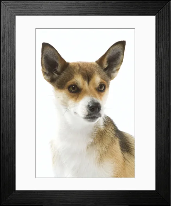 Framed Print : Dog - Lundehund in studio Framed Print : Dog - Lundehund in studio