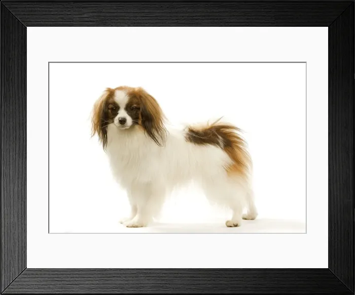 Framed Print : Dog - Continental Toy Spaniel / Phalene Framed Print : Dog - Continental Toy Spaniel / Phalene
