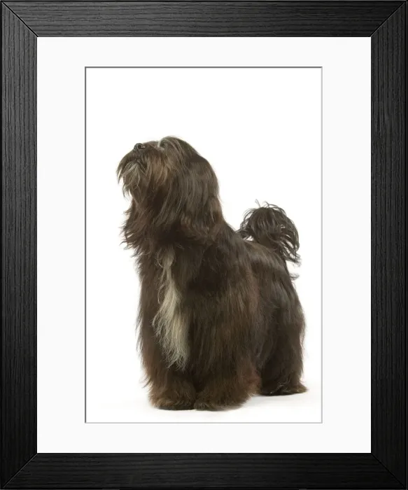 Framed Print : Dog - Tibetan Terrier Framed Print : Dog - Tibetan Terrier