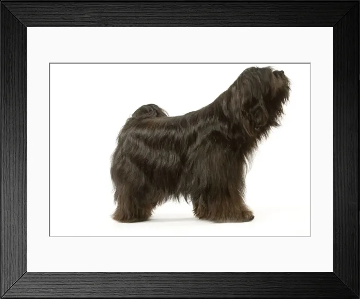 Framed Print : Dog - Tibetan Terrier