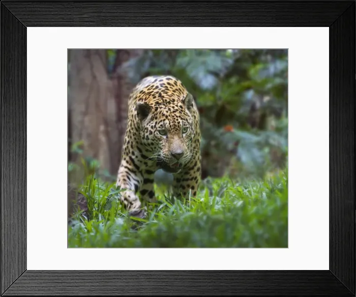 Framed Print : Jaguar. LA-5350. Jaguar. Jean-Michel Labat Framed Print : Jaguar. LA-5350. Jaguar. Jean-Michel Labat