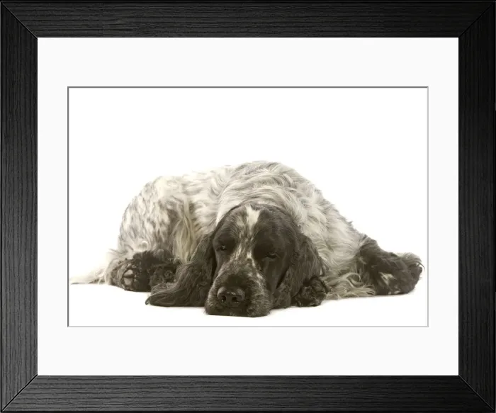 Framed Print : Dog - English Cocker Spaniel Framed Print : Dog - English Cocker Spaniel