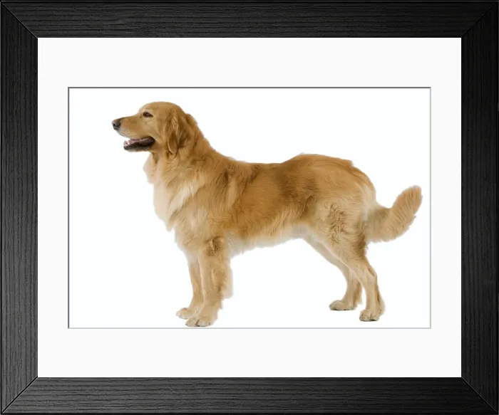 Framed Print : Dog - Hovawart in studio Framed Print : Dog - Hovawart in studio