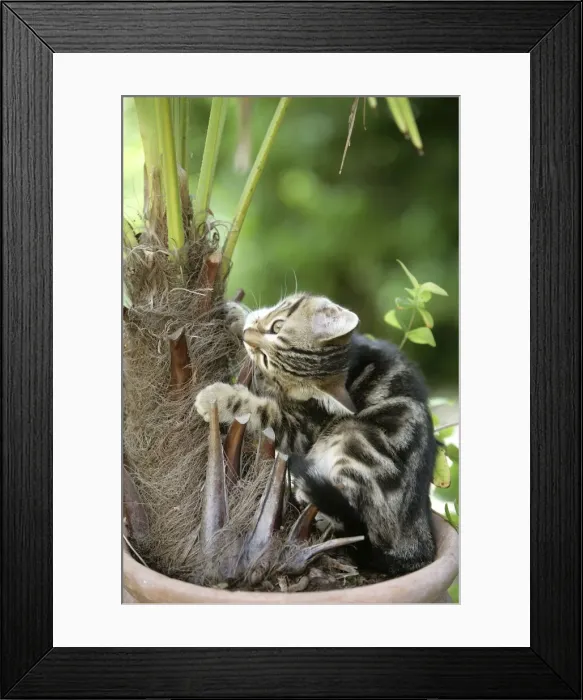 Framed Print : Cat - Tabby kitten playing with / eating house plant Framed Print : Cat - Tabby kitten playing with / eating house plant