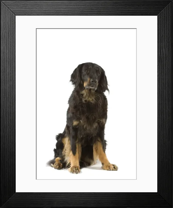 Framed Print : Dog - Hovawart in studio Framed Print : Dog - Hovawart in studio