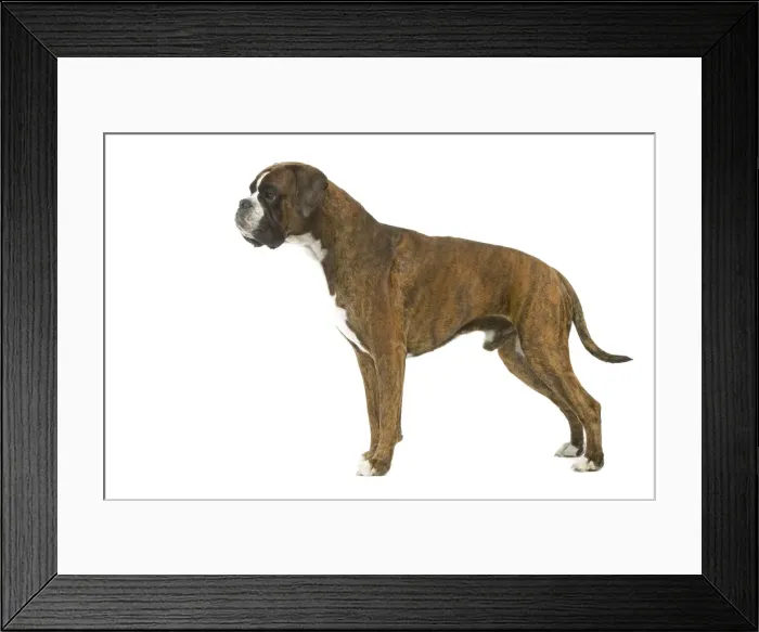 Framed Print : Dog - Boxer in studio Framed Print : Dog - Boxer in studio
