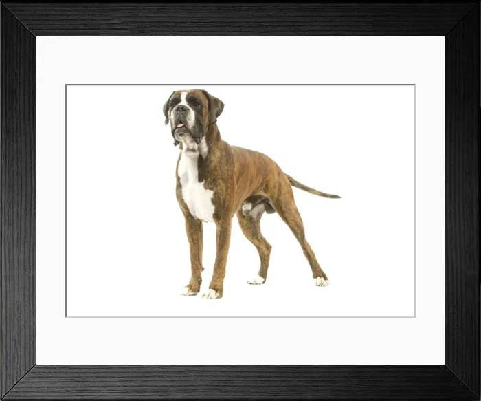 Framed Print : Dog - Boxer in studio Framed Print : Dog - Boxer in studio