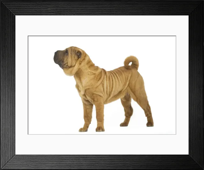 Framed Print : Dog - Sharpei - brush coat Framed Print : Dog - Sharpei - brush coat