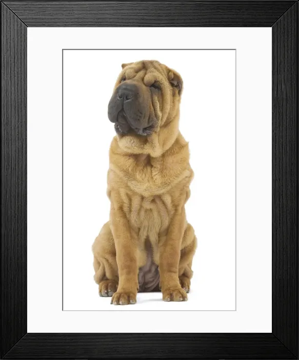 Framed Print : Dog - Sharpei - brush coat Framed Print : Dog - Sharpei - brush coat