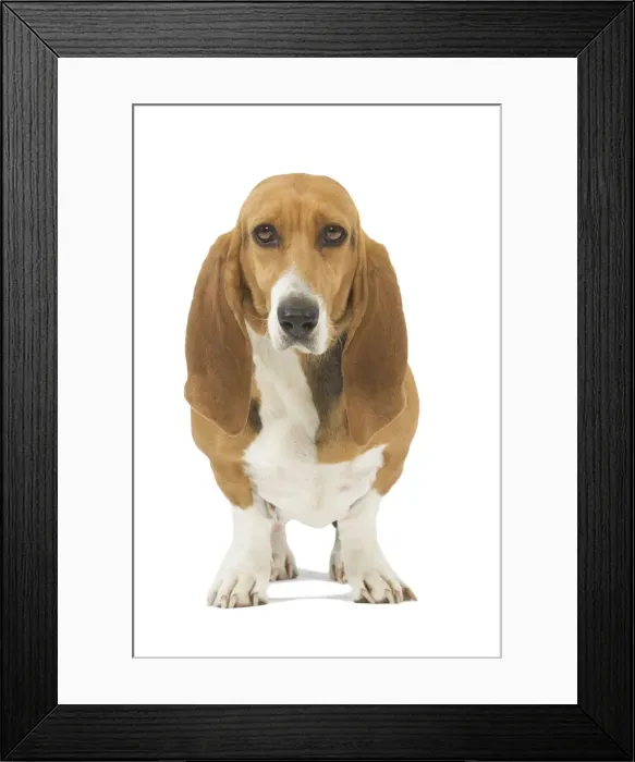 Framed Print : Dog - Norman Artesian basset hound in studio Framed Print : Dog - Norman Artesian basset hound in studio