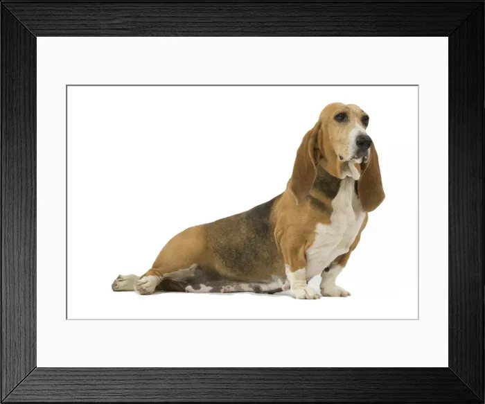 Framed Print : Dog - Norman Artesian basset hound in studio Framed Print : Dog - Norman Artesian basset hound in studio