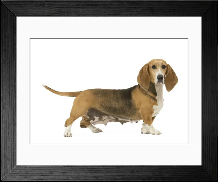 Framed Print : Dog - Norman Artesian basset hound in studio Framed Print : Dog - Norman Artesian basset hound in studio