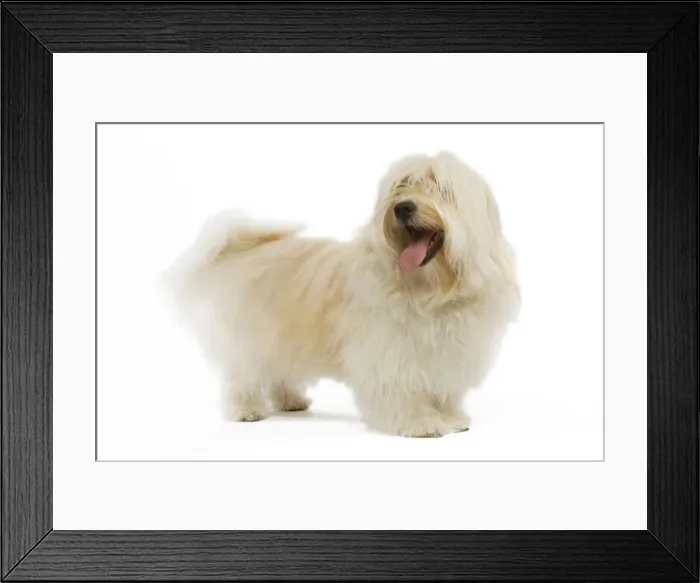Framed Print : Dog - Bichon Havanais / Havanese in studio Framed Print : Dog - Bichon Havanais / Havanese in studio
