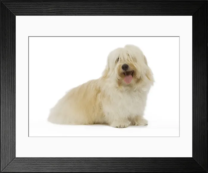 Framed Print : Dog - Bichon Havanais / Havanese in studio Framed Print : Dog - Bichon Havanais / Havanese in studio