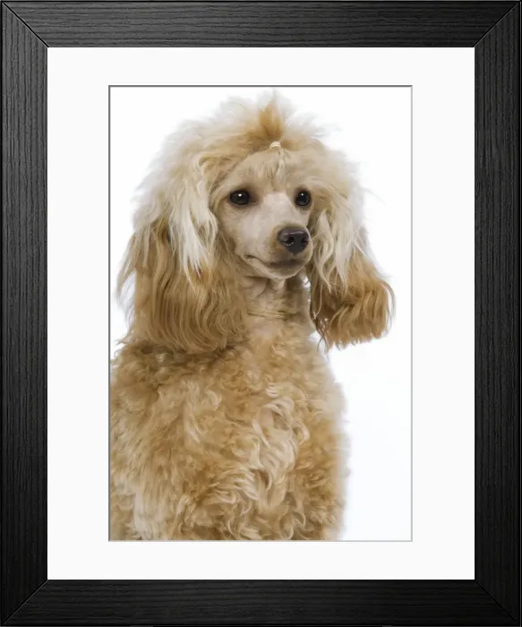 Framed Print : Dog - Poodle Framed Print : Dog - Poodle