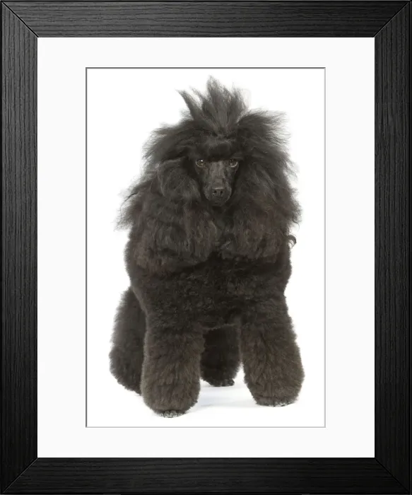 Framed Print : Dog - Miniature Poodle in studio Framed Print : Dog - Miniature Poodle in studio