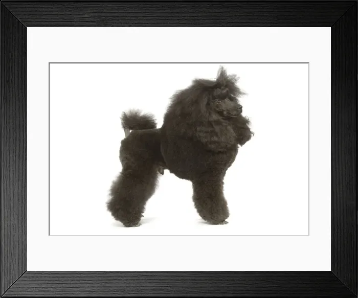 Framed Print : Dog - Miniature Poodle in studio Framed Print : Dog - Miniature Poodle in studio