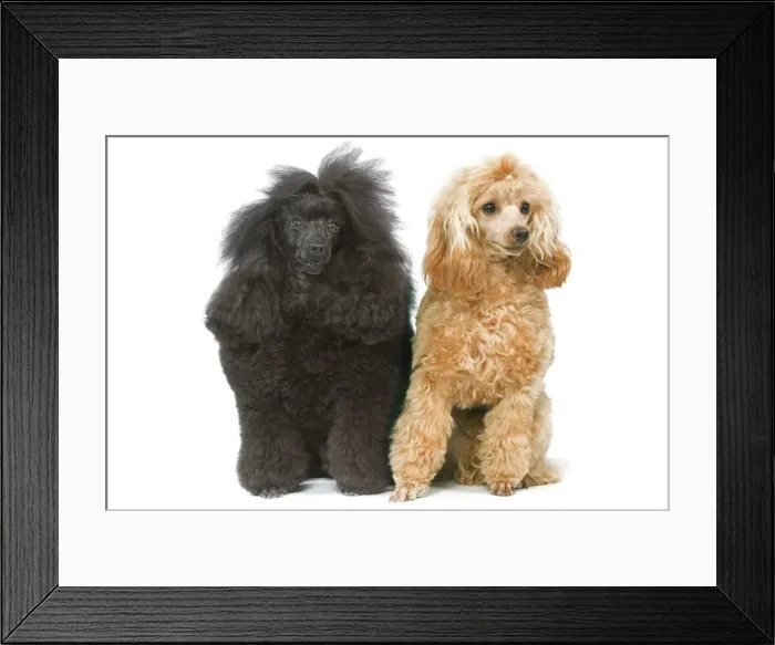 Framed Print : Dog - Miniature Poodles in studio Framed Print : Dog - Miniature Poodles in studio