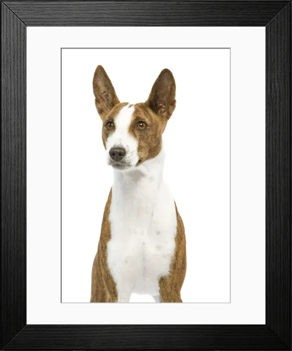 Framed Print : Dog - Basenji Framed Print : Dog - Basenji